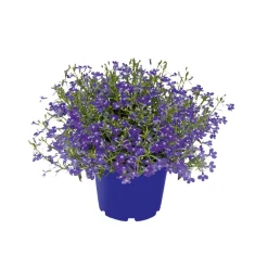 PlantiflorMännertreu Topf Durchmesser 10,5 cm