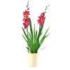 PlantiflorOrchideen-Mix Topf Durchmesser 9 cm