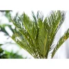 PlantiflorPalmfarn Topf Durchmesser 12 cm