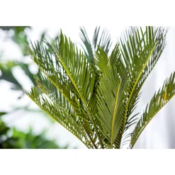 PlantiflorPalmfarn Topf Durchmesser 12 cm