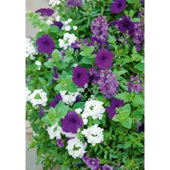 PlantiflorPetunie großblumig ton in ton T13