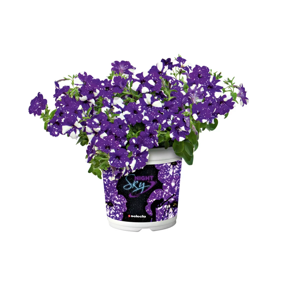 PlantiflorPetunie Night Sky Topf Durchmesser 12 cm