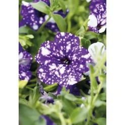 PlantiflorPetunie Night Sky Topf Durchmesser 12 cm