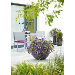 PlantiflorPetunie Night Sky Topf Durchmesser 12 cm