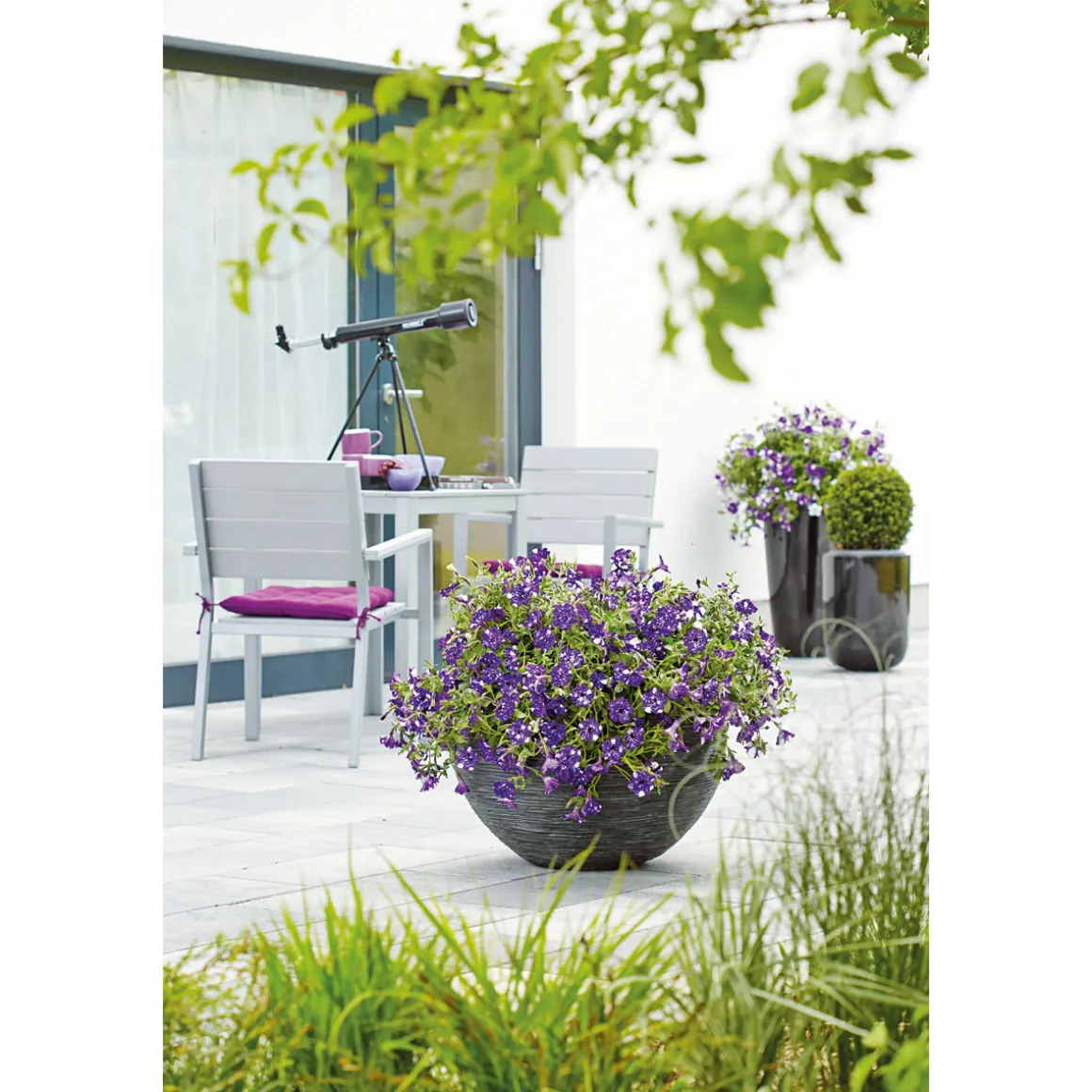 PlantiflorPetunie Night Sky Topf Durchmesser 12 cm