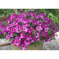 Plantiflor Petunie Sky Family Topf Durchmesser 12 cm