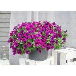 Plantiflor Petunie Sky Family Topf Durchmesser 12 cm