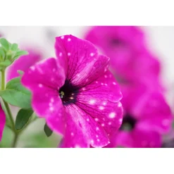 Plantiflor Petunie Sky Family Topf Durchmesser 12 cm