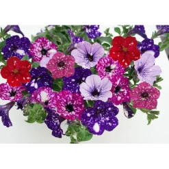 Plantiflor Petunie Sky Family Topf Durchmesser 12 cm