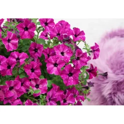 Plantiflor Petunie Sky Family Topf Durchmesser 12 cm