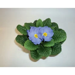 PlantiflorPrimeln Sonderfarben Topf Durchmesser 11 cm
