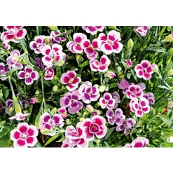 PlantiflorPrinzess-Nelke Pink Kisses Topf- Durchmesser 12 cm