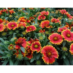 PlantiflorPrärie-Korkadenblume Topf Durchmesser 19 cm