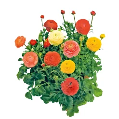 Plantiflor Ranunkel Topf Durchmesser 11 cm