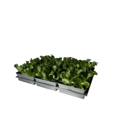 Plantiflor Salatjungpflanze Eissalat 6er-Tray