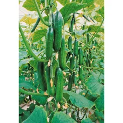PlantiflorSchlangengurke plastikfrei Topf 12 cm
