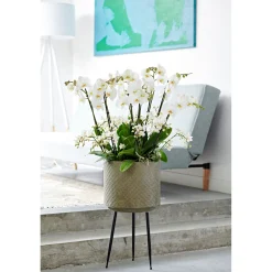 PlantiflorSchmetterlings-Orchidee 3-Trieber Topf Durchmesser 12 cm