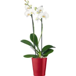 Plantiflor Schmetterlingsorchidee Topf Durchmesser 12 cm