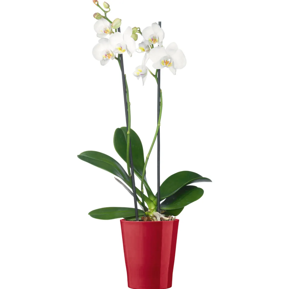 Plantiflor Schmetterlingsorchidee Topf Durchmesser 12 cm