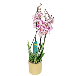 PlantiflorSchmetterlingsorchidee in Keramik Topf- Durchmesser 12 cm