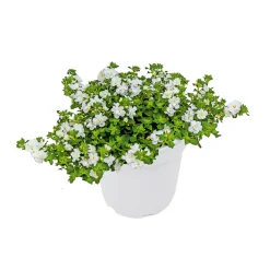 PlantiflorSchneeflockenblume T13
