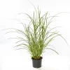 PlantiflorSolitär-Gräser Topf Durchmesser 23 cm