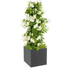 PlantiflorSommerjasmin Pyramide Topf Durchmesser 19 cm
