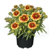 PlantiflorStauden Topf- Durchmesser 17 cm