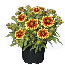 PlantiflorStauden Topf- Durchmesser 17 cm