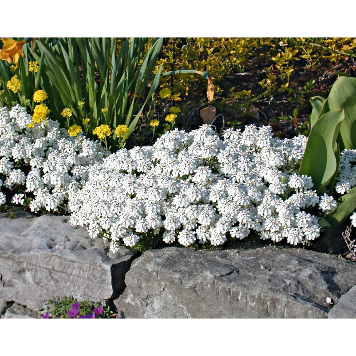 PlantiflorSteingartenstauden im Topf Durchmesser 13 cm
