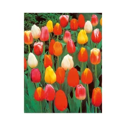 Plantiflor Tulpen Topf Durchmesser 10,5 cm