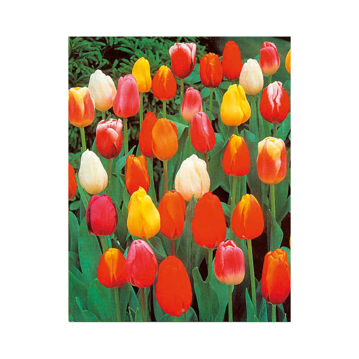 Plantiflor Tulpen Topf Durchmesser 10,5 cm
