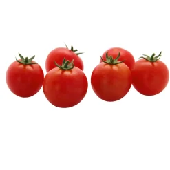 Plantiflor Veredelte Salattomate Topf Durchmesser 12 cm