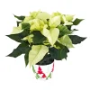 PlantiflorWeihnachtsstern Euphorbia pulcherrima ca 35 cm