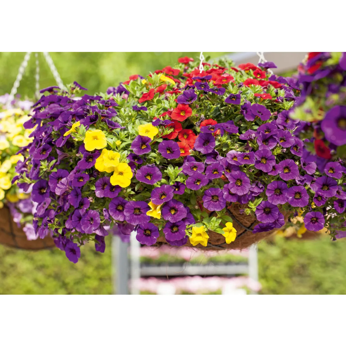 PlantiflorZauberglöckchen Ampel mehrfarbig Topf Durchmesser 25 cm