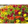 PlantiflorZauberglöckchen, Topf Ø 13 cm