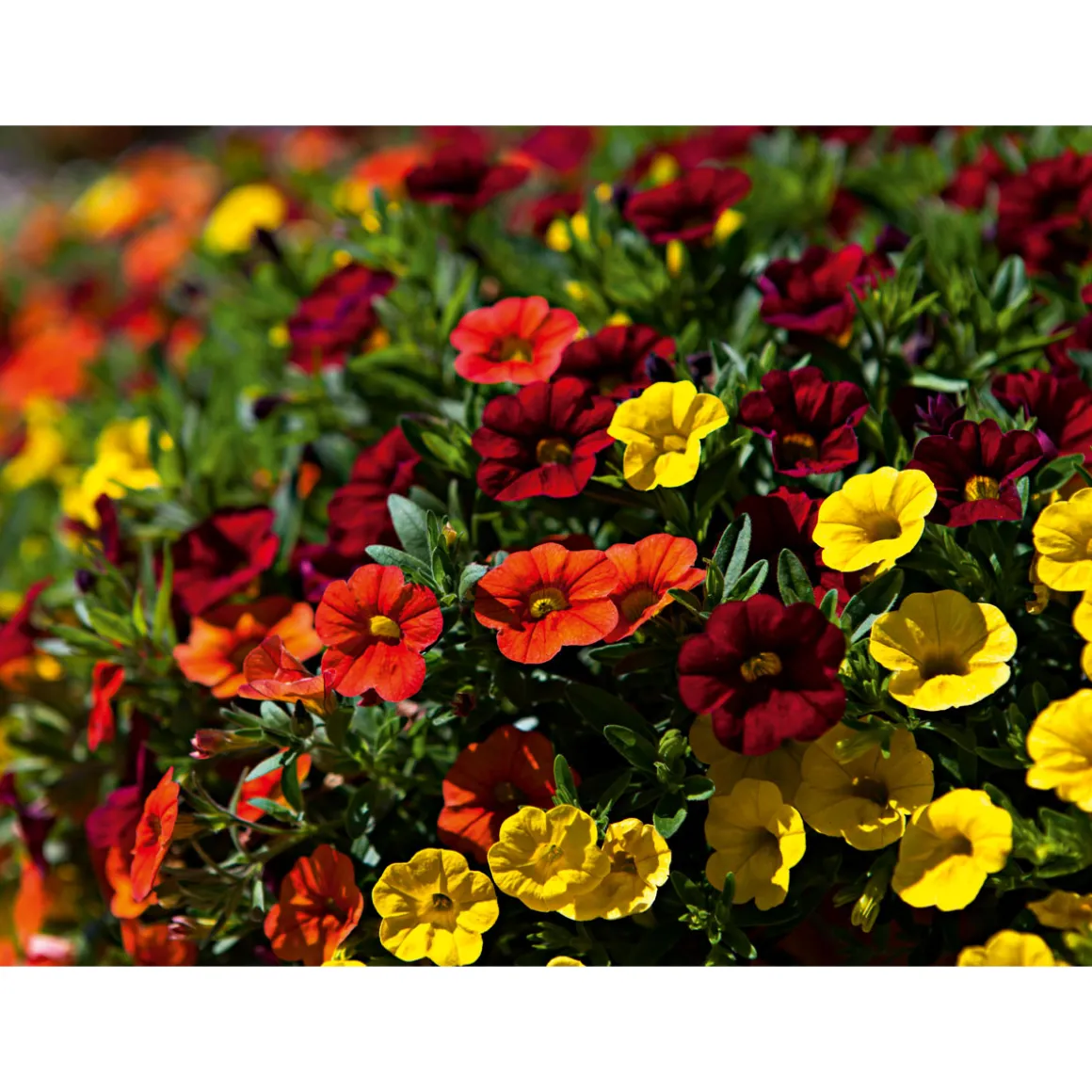 PlantiflorZauberglöckchen, Topf Ø 13 cm