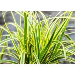 PlantiflorZiergräser Durchmesser 17 cm versch Sorten