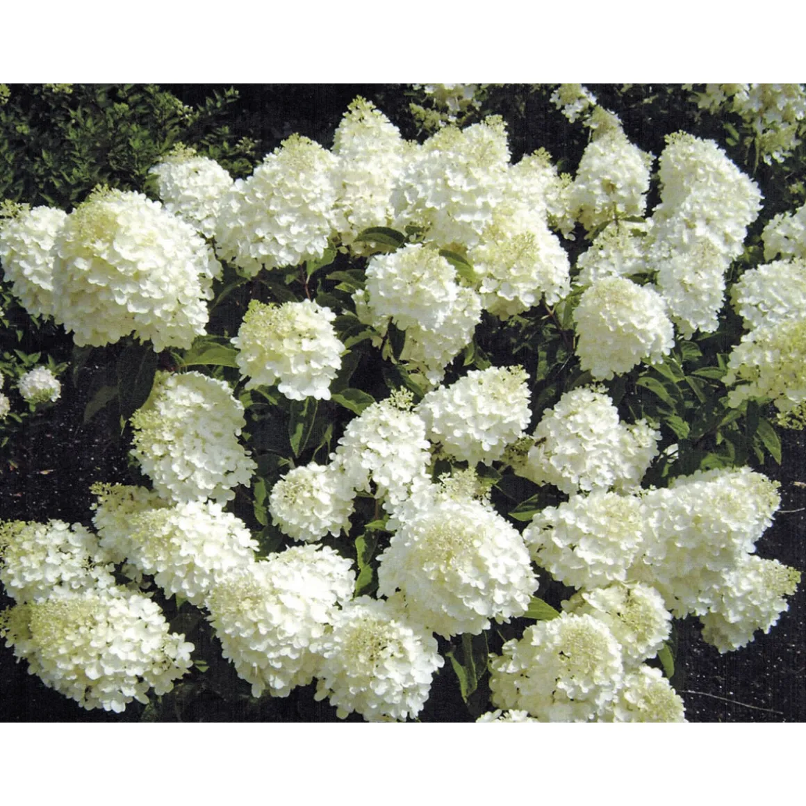 Rispenhortensie Living Creations Topf- Durchmesser 23 cm