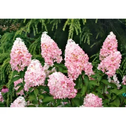 Rispenhortensie Living Creations Topf- Durchmesser 23 cm
