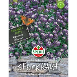 Sperli Steinkraut ngs Königsteppich