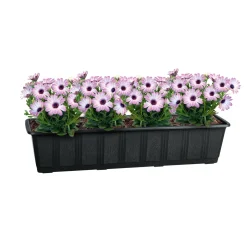 Untersetzer Aqua Green Plus anthrazit 60 cm