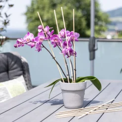 WindhagerSplittstäbe 50 cm natur